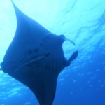 石垣シーサイドホテル マンタ オプショナルツアー ダイビング シュノーケリング